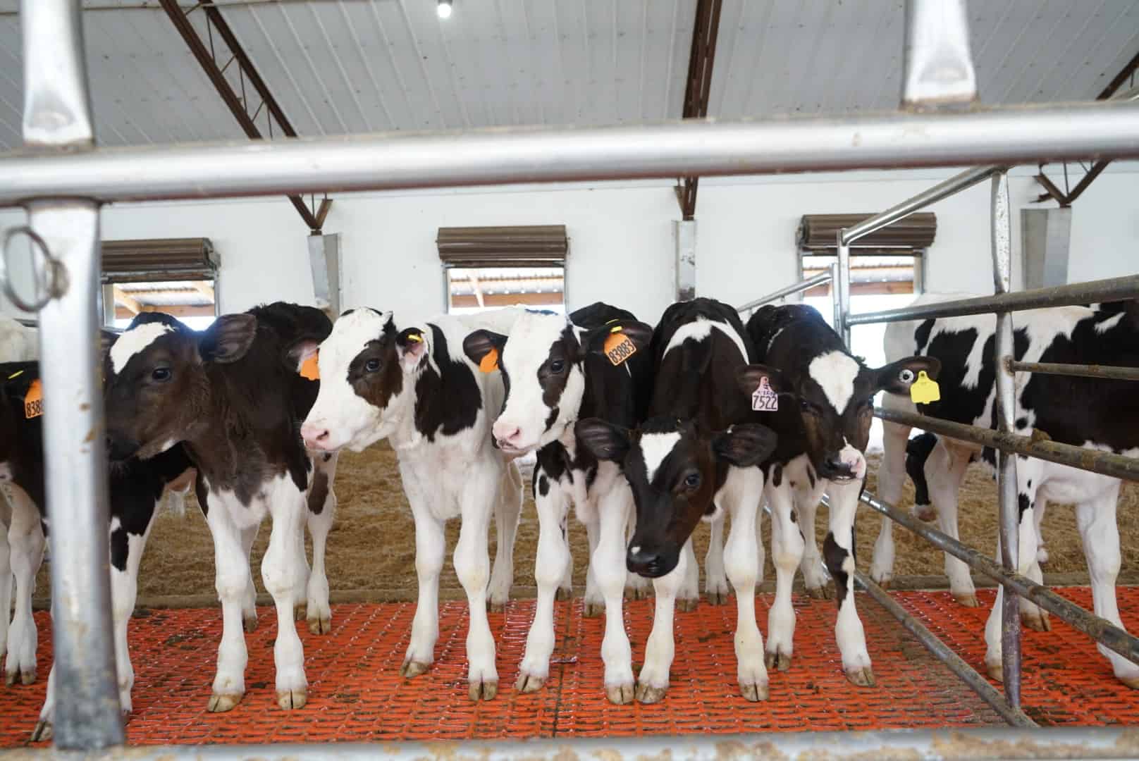 veal calves in pen